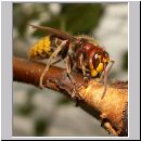 Vespa crabro - Hornisse 19.jpg